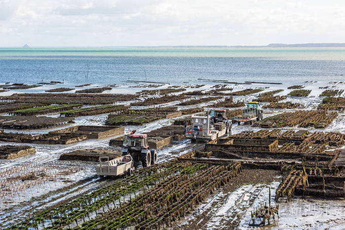 法国布列塔尼 cancale 的牡蛎养殖场