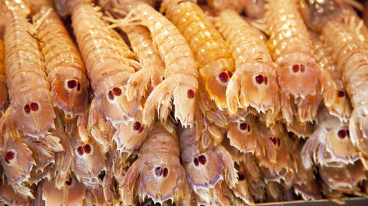 虾，小虾 shrimp的名词复数  矮小的人