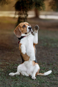 美丽的猎犬犬品种