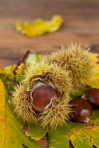 栗子 chestnut的名词复数  栗色 栗树 栗色马