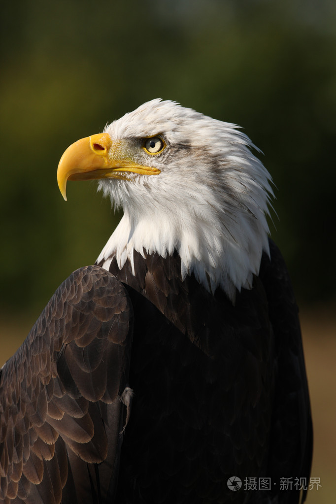 美秃头鹰喻秃头政治家