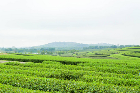 绿茶叶种植园景观