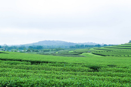 绿茶叶种植园景观