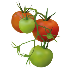 番茄，西红柿 tomato的名词复数 