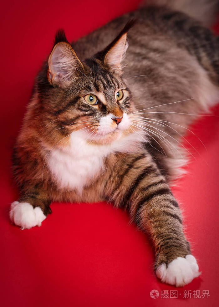 大猫缅因州浣熊宠物首页舒适与宁静理念