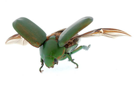 分离出的飞虫绿甲虫