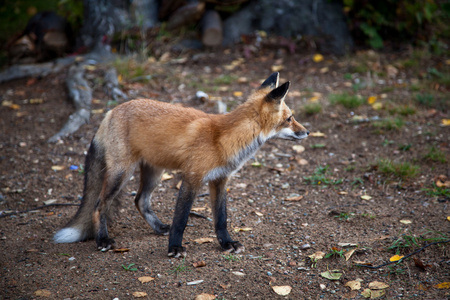 红的北美狐狸幼崽