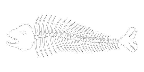 Fish bones  skeleton