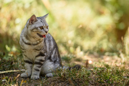 银色苏格兰直猫