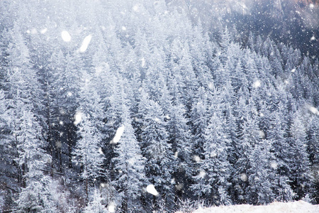 冬季仙境圣诞节背景与白雪皑皑的冷杉树