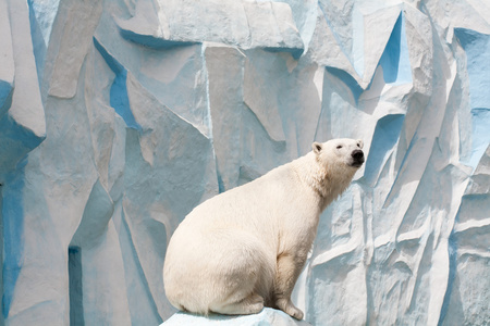 驯鹿和海豹在白雪皑皑的冬季南极洲设置无缝模式背景北极熊站在浮冰