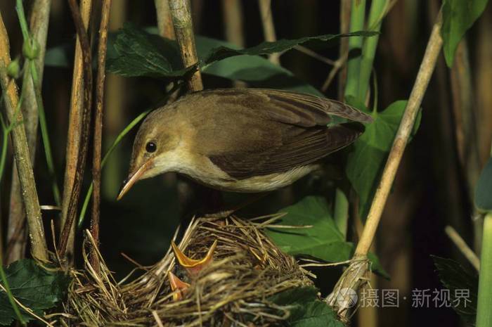 沼泽莺鸟莺palustris巢