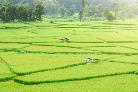 绿色大米稻谷背景在南临在雨季的视图