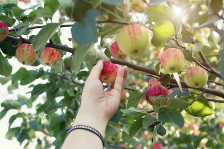 一个女人手从苹果树上采摘一个红色成熟的苹果