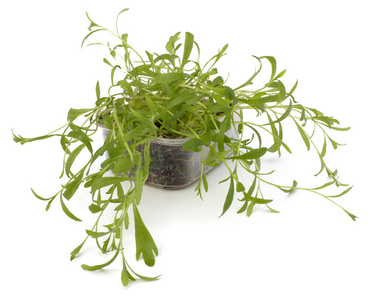 龙凤香料龙蒿草本植物图形艺术黑白色素描孤立的图矢量龙蒿柠檬水喝