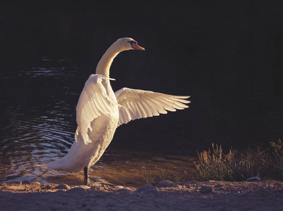 鸡拍打它的翅膀图片