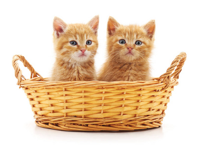 在篮子里的两只猫