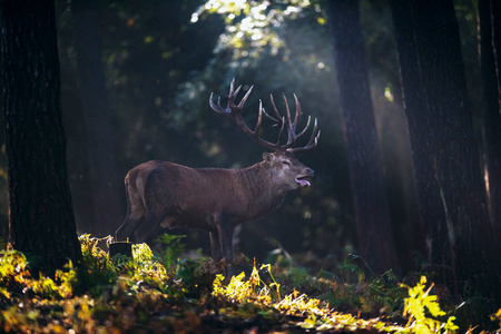 在雾气弥漫的秋天森林中的鹿
