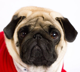 非常可爱的坐哈巴狗狗在红色的新年礼服.看起来机智照片