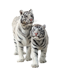 两个白老虎
