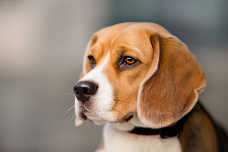 美丽的猎犬犬品种