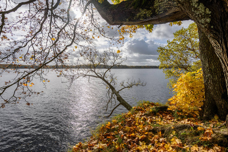秋季彩色树叶背景图案在河边