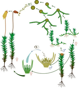 苔藓的生命周期。 一种常见的头发MOS的生命周期图