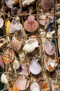 海贝壳上渔网