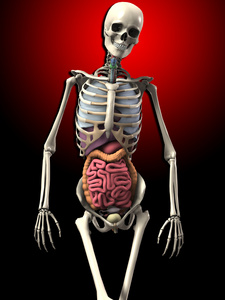 骨头和内脏照片