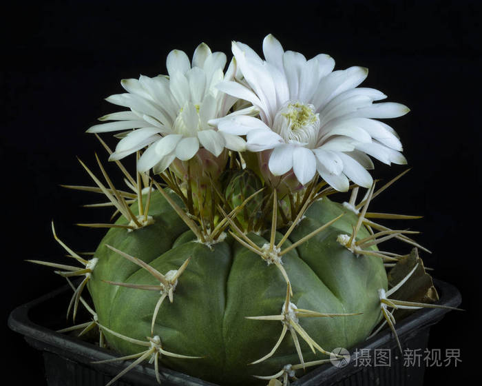 仙人掌 gymnocalycium eurypleurum 开花, 孤立于黑色 bac