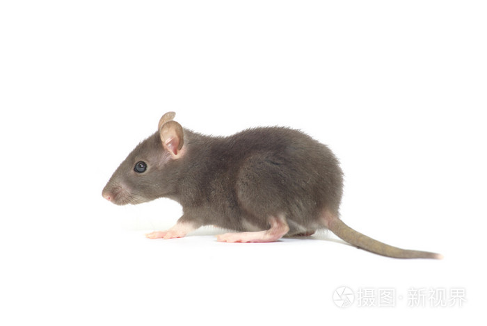 白老鼠