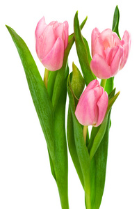 的画上奥克雷背景五颜六色的花束与三郁金香多颜色三朵红郁金香3月8日