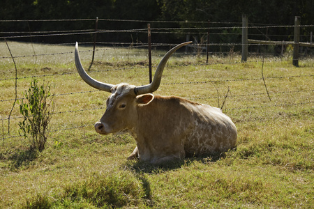 德州 longhorn 牛在休息
