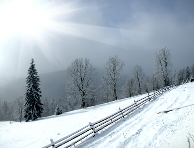 冬天山上树木的雪覆盖着新鲜