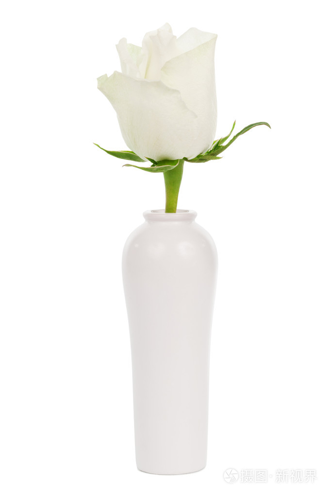 在花瓶里的白玫瑰