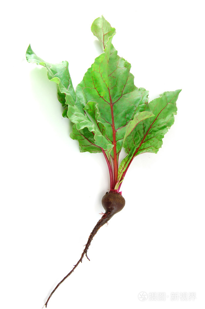 在白色背景上的叶用甜菜