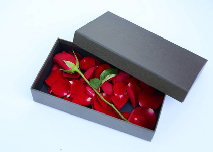 红玫瑰和花瓣在白色背景上的豪华皮盒