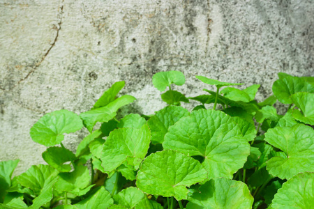 可, 亚洲 pennywort, 印度 pennywort 与太阳光, 草药和医学概念, 选择性焦点的特写叶子