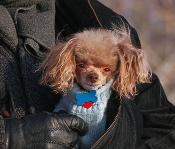 在寒冷的天气里, 可爱的狮子狗在冬天穿了一件裹在主人夹克里的毛衣