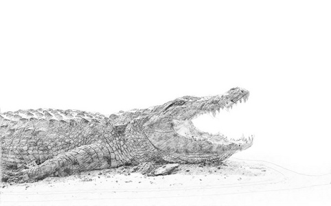 鳄鱼。用铅笔素描