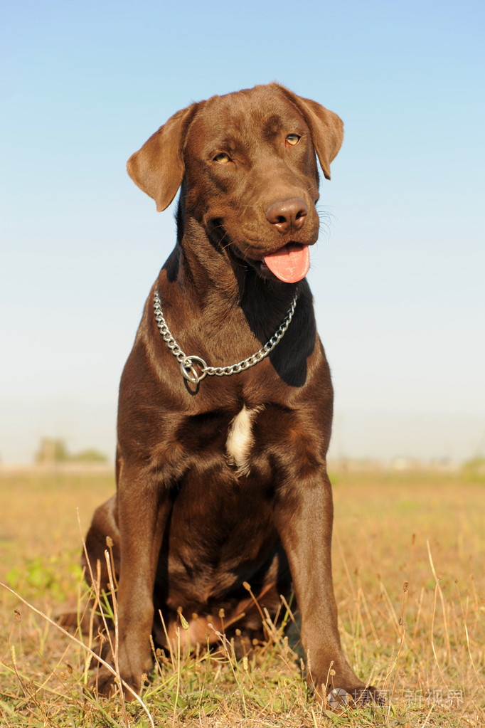 女性的拉布拉多犬jpg