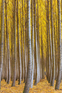 博德曼在秋天美国美国俄勒冈杨树茂密森林