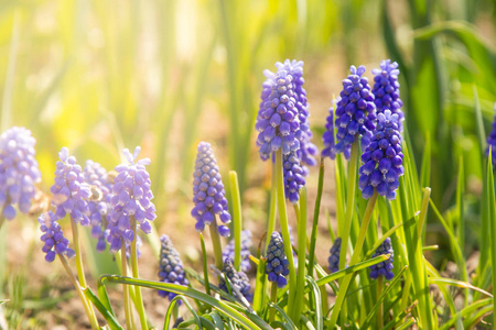 领域的 muscari。嫩蓝色的葡萄风信子, 春天的花朵。春天盛开