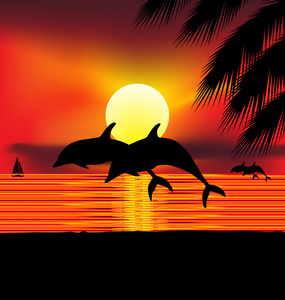 野生的海豚在行动图片