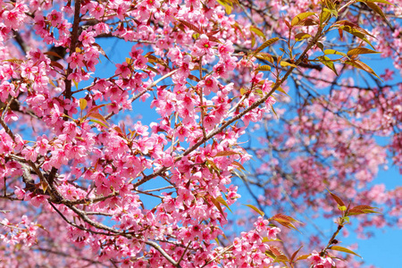 粉红色的樱花花, 在春天的蓝天。美丽的樱花