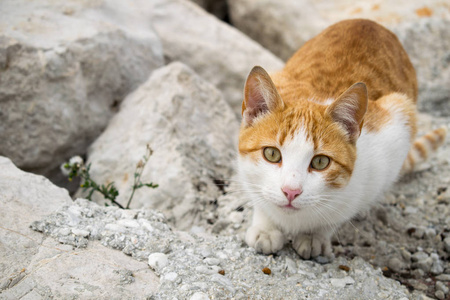 一只姜猫在我当地的港口被抓