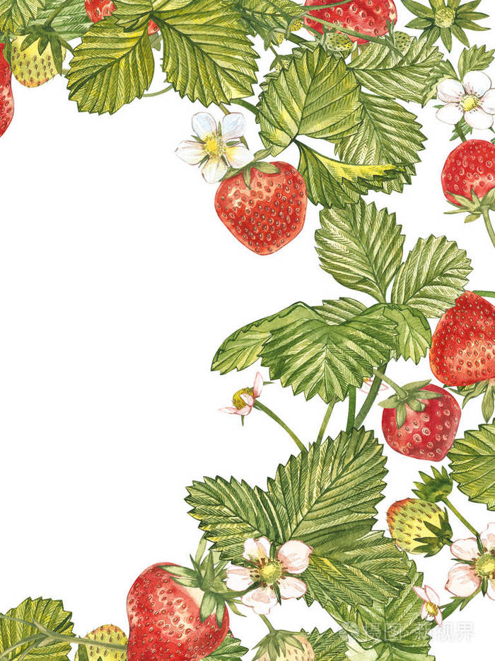 垂直横幅与成熟的红浆果草莓白色背景.设计为包装,天然化妆品,保健品.