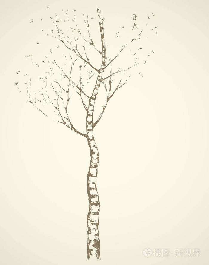 白桦树怎么画简笔画图片