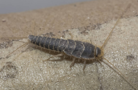 银鱼 昆虫lepisma Saccharina Thermobia 家蝇在正常栖息地相似素材图片 摄图新视界