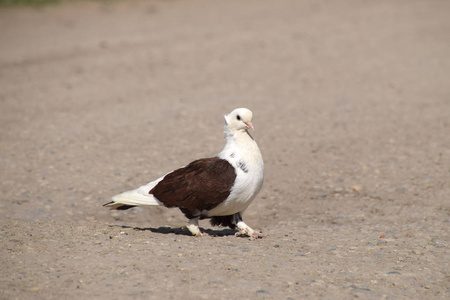 白色背景上与修剪路径隔离棕鸽两座城市鸽站在大理石石上野生鸽子肖像